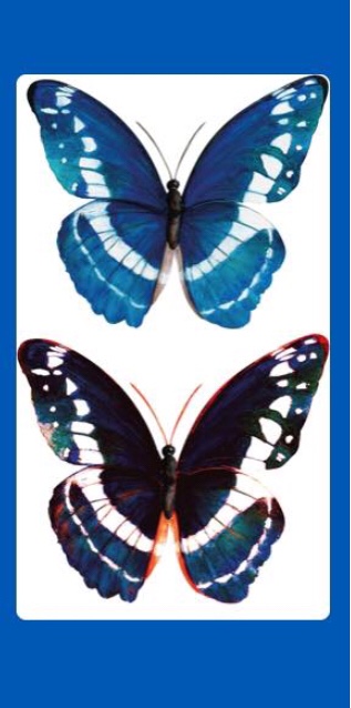 la planche de stickers papillons bleus