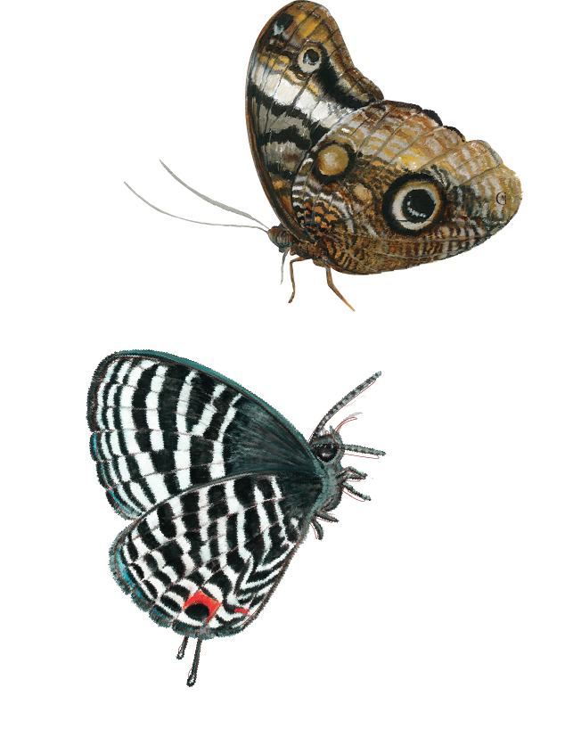 2 Papillons posés